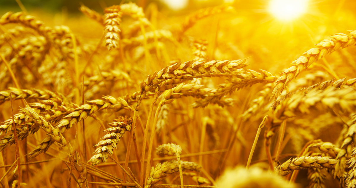 Le génome du blé tendre entièrement séquencé | Le monde des boulangers